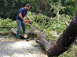 Professional Tree Removal in Manville, NJ