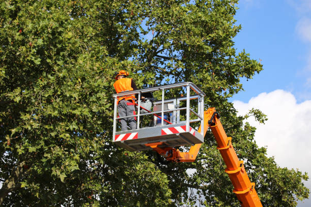 How Our Tree Care Process Works  in  Manville, NJ