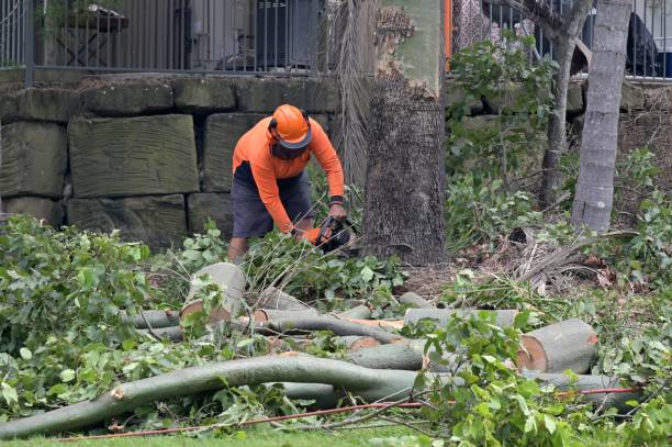Best Tree Risk Assessment  in Manville, NJ